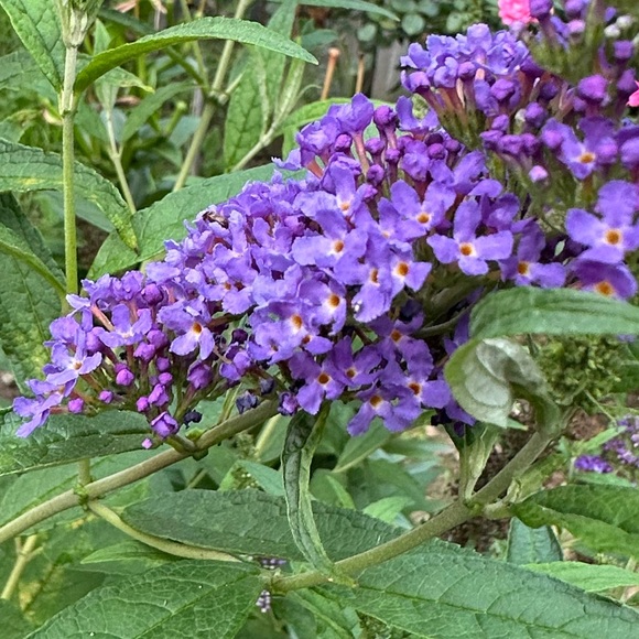 Meet your Posher, - Picture 12 of 15